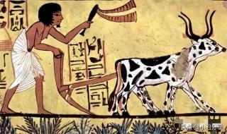 石器时代鲨鱼的性格